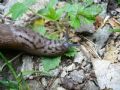 Limax subalpinus